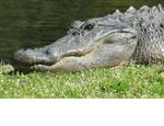 ~ was devoured by a South Carolina alligator ~